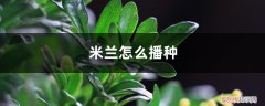 什么时候种米兰花最佳 米兰怎么播种，米兰什么时候种最好