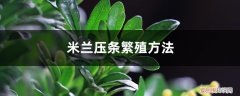 米兰如何压枝 米兰压条繁殖方法，米兰花怎么压枝