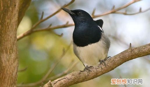 四喜鸟吃什么鱼肉好，四喜鸟好吃吗