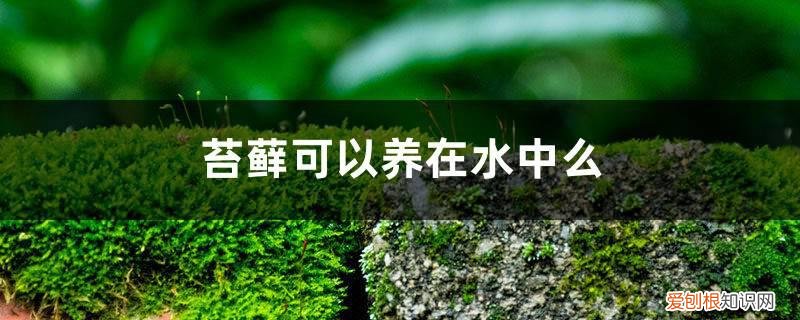 地上的苔藓可以养在鱼缸吗? 苔藓可以养在水中么，能放在鱼缸里吗