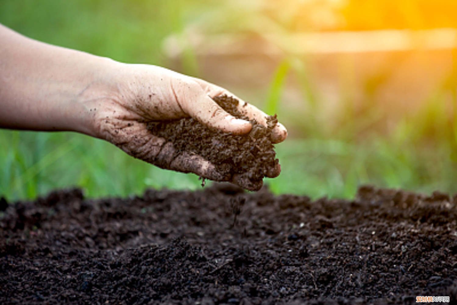 椰砖跟椰土哪个好 椰砖土是什么东西，透气性好吗