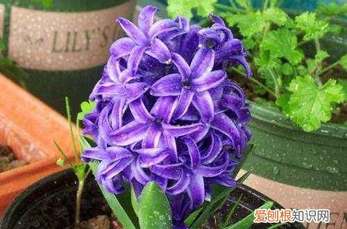 图 风信子迟迟不长根，球茎还变绿色怎么办(风信子没长茎就开花)