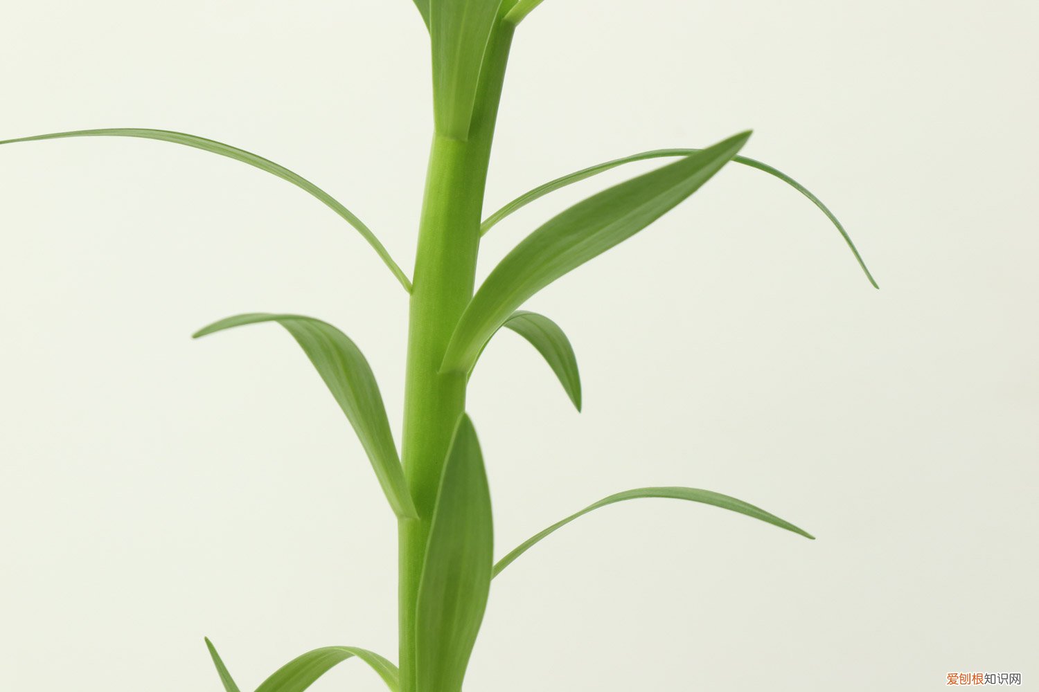 百合对水分的要求高吗 百合对水分的要求