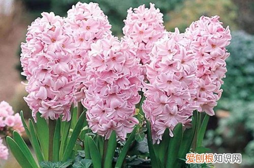 图 适合冬季养的花卉有哪些 耐寒的花卉有哪些