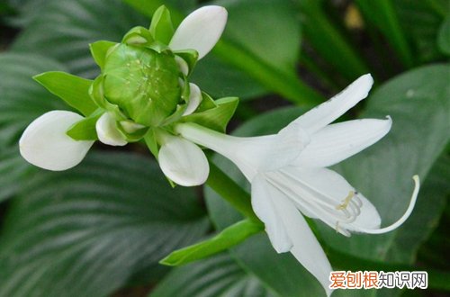 图 适合冬季养的花卉有哪些 耐寒的花卉有哪些