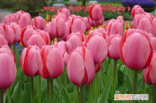 图 适合冬季养的花卉有哪些 耐寒的花卉有哪些