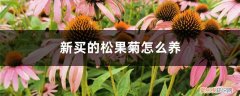 松果菊夏天好养吗 新买的松果菊怎么养