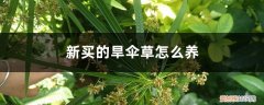 伞草怎么养才长得好 新买的旱伞草怎么养