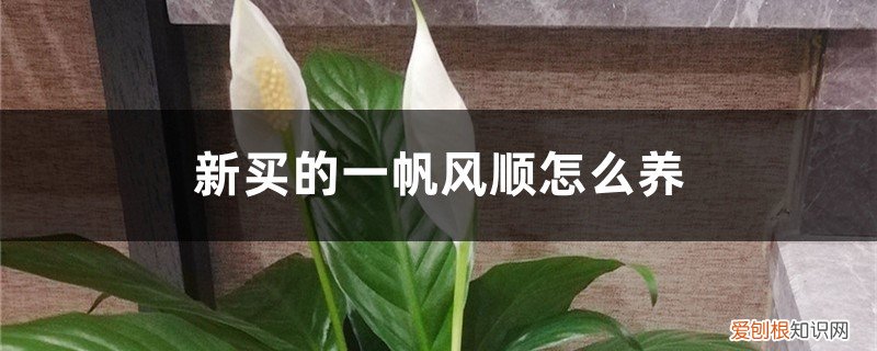 刚买的一帆风顺怎么养 新买的一帆风顺怎么养