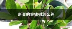 刚买回来的金钱树怎么养 新买的金钱树怎么养