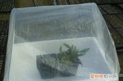 图 冬天怎么给花做个暖房 不花钱又实用的暖房方案看这里