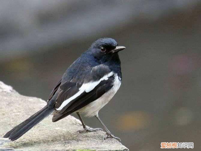 四喜鸟用什么饲料,四喜鸟吃什么饲料