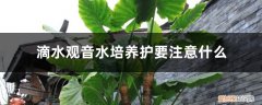 滴水观音水培的养殖方法和注意事项 滴水观音水培养护要注意什么，水培的优点