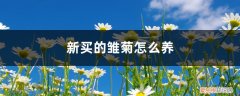 买回来的盆栽小雏菊怎么养 新买的雏菊怎么养