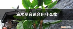 滴水观音用水养还是用土种好 滴水观音适合用什么盆，适合用什么土