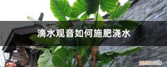 滴水观音肥料放多了会怎样 滴水观音如何施肥浇水，水肥施加过多怎么办