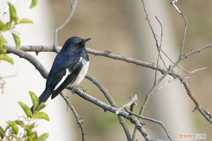 长尾四喜鸟饲养方法，长尾四喜鸟繁殖
