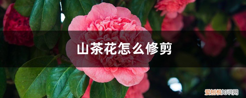 山茶花如何修剪 山茶花怎么修剪，怎样修剪山茶花花开的才能更多