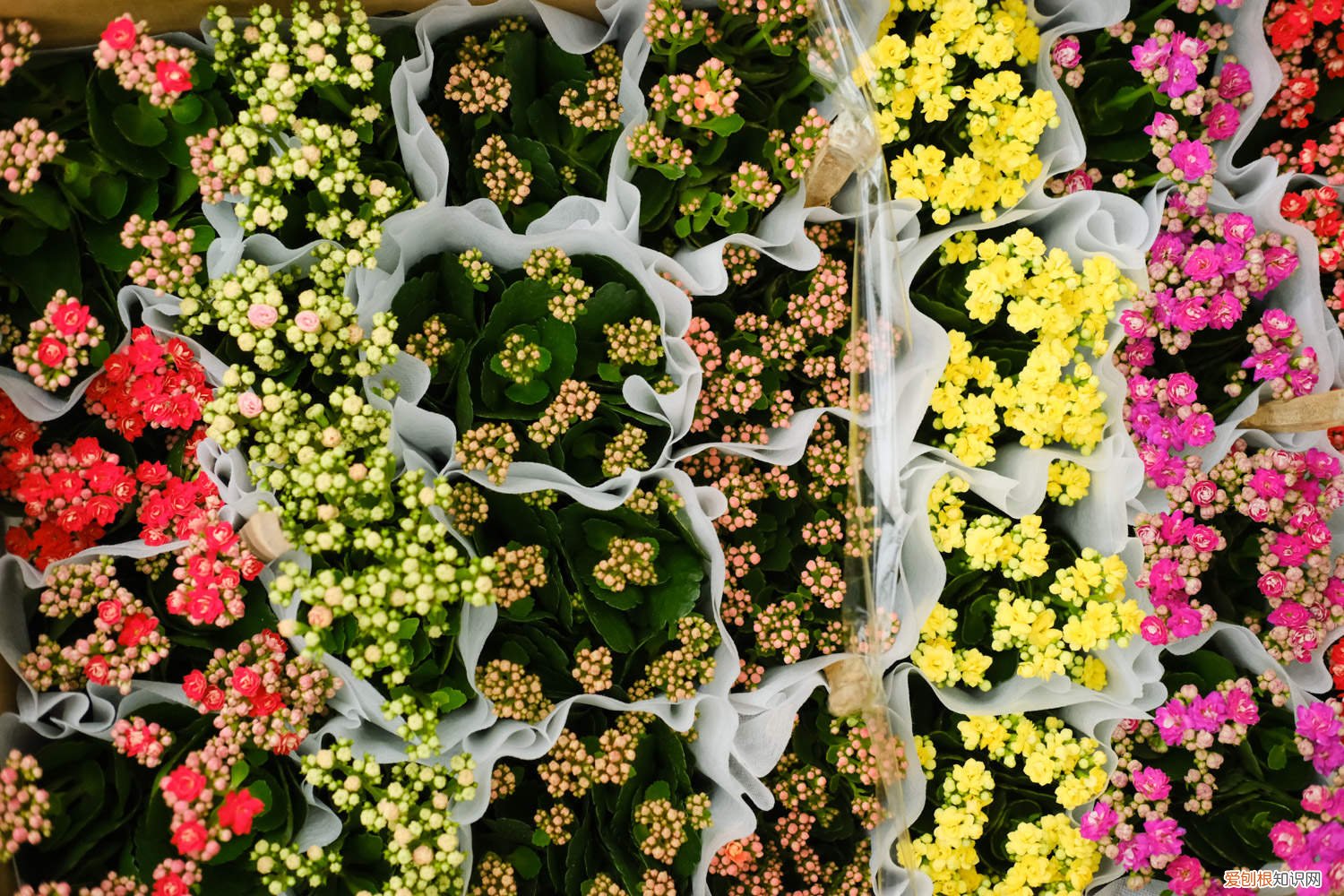 长寿花可以用磷酸二氢钾肥吗 磷酸二氢钾怎么给长寿花施肥，施肥技巧