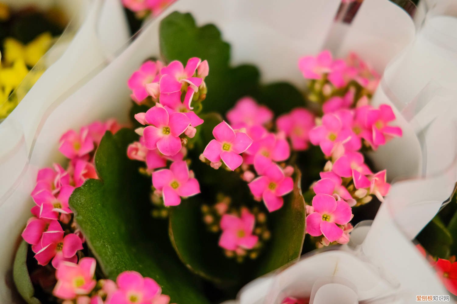 长寿花可以用磷酸二氢钾肥吗 磷酸二氢钾怎么给长寿花施肥，施肥技巧