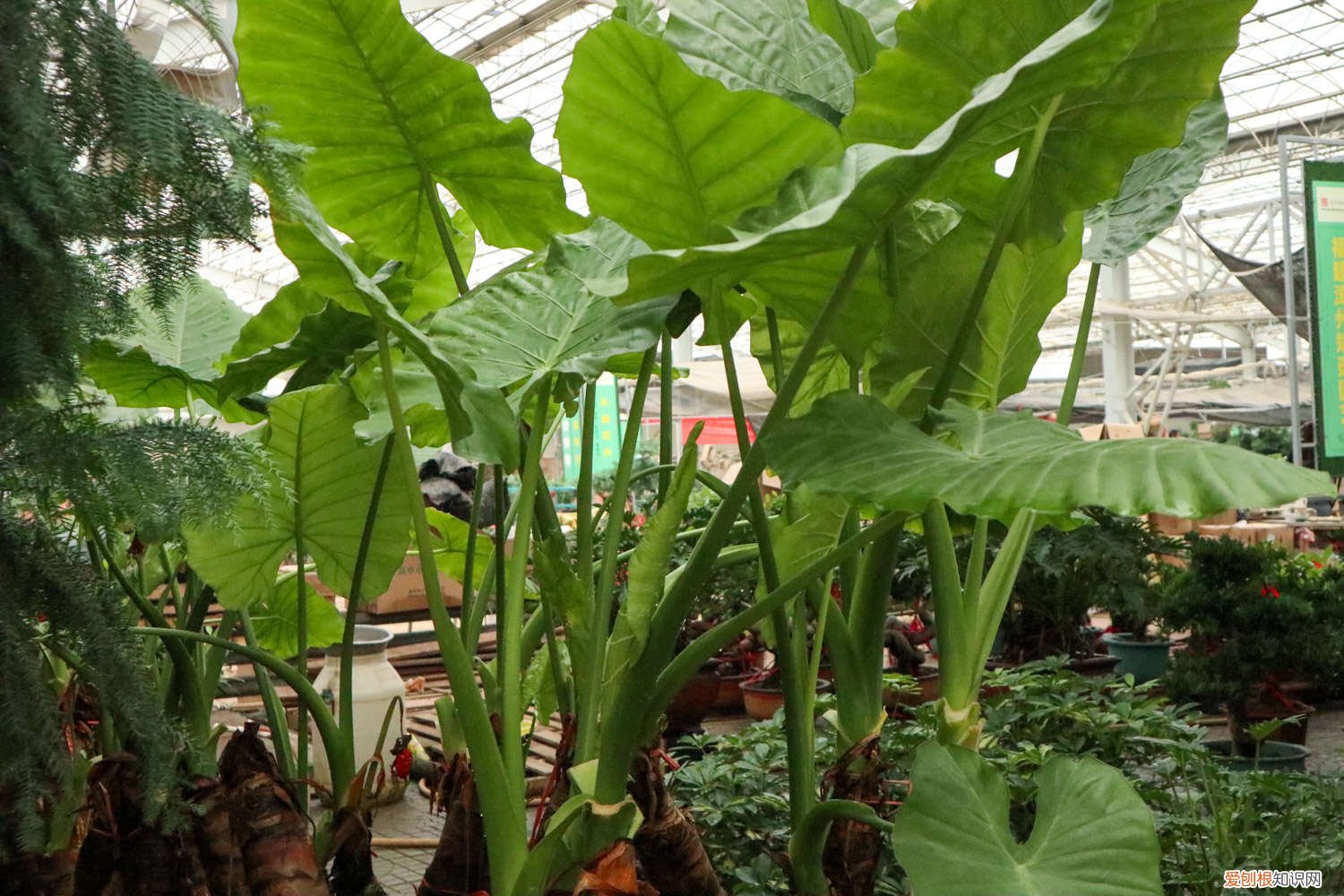 滴水观音能不能养在室内 滴水观音可以露天养吗，滴水观音观赏性好吗