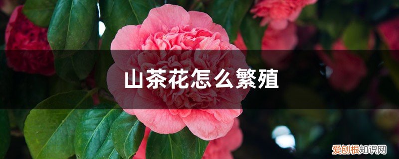 山茶花的繁殖方法 盆栽 家庭 山茶花怎么繁殖，繁殖后代的方法