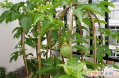 图 盆栽百香果如何过冬 盆栽百香果冬天的养殖方法和注意事项