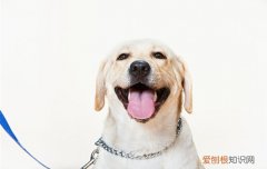 如何挑选拉布拉多幼犬幼苗 如何挑选拉布拉多幼犬