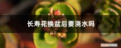 长寿花换盆需要浇透水吗 长寿花换盆后要浇水吗，换盆多久可以晒太阳