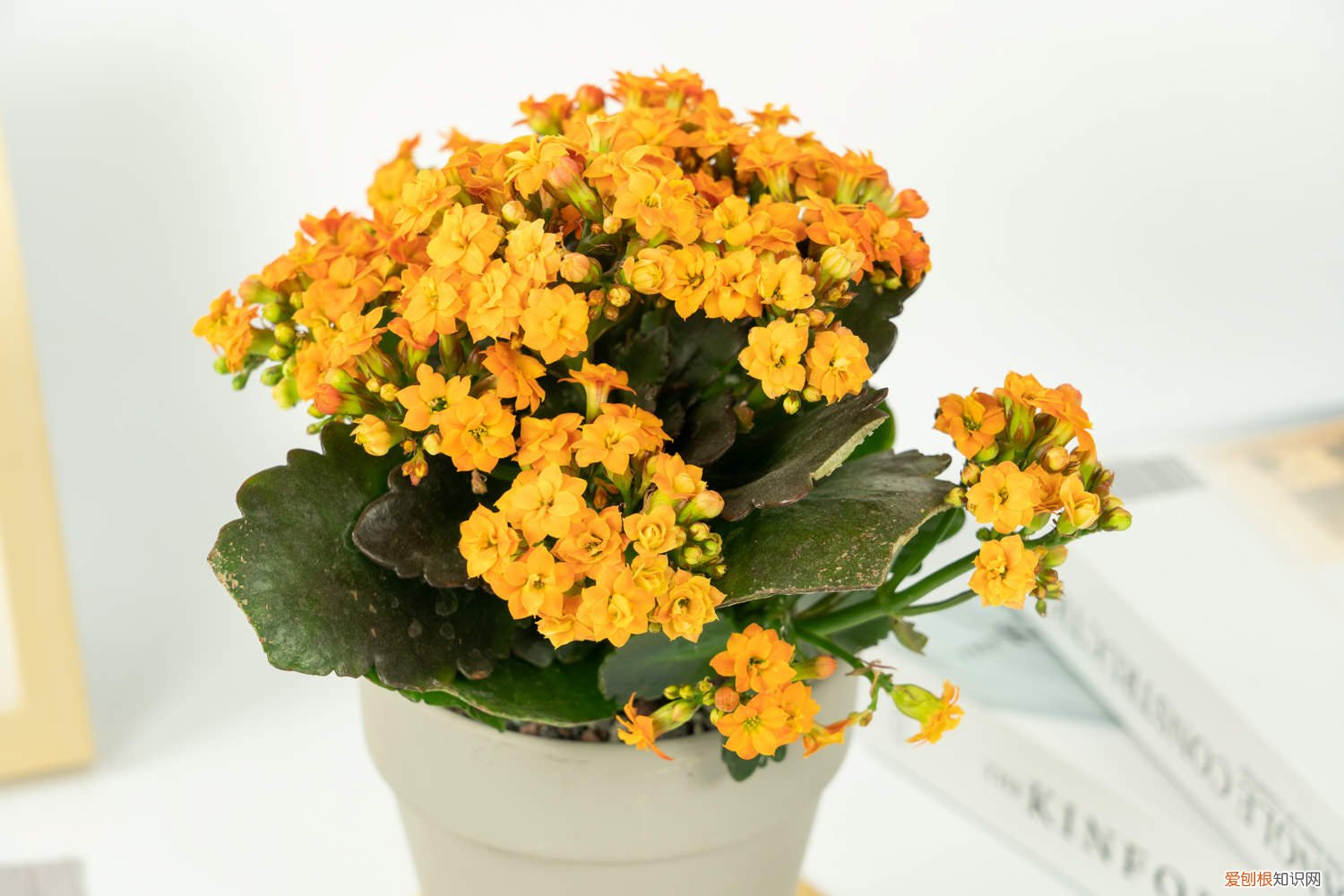 夏季长寿花扦插能活吗 长寿花冬天能插活吗，扦插方法图片