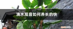 滴水观音可以放水里养吗? 滴水观音如何养长的快，滴水观音能放在室内养吗