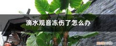 滴水观音被冻了还会活吗 滴水观音冻伤了怎么办，冻伤后还能活吗