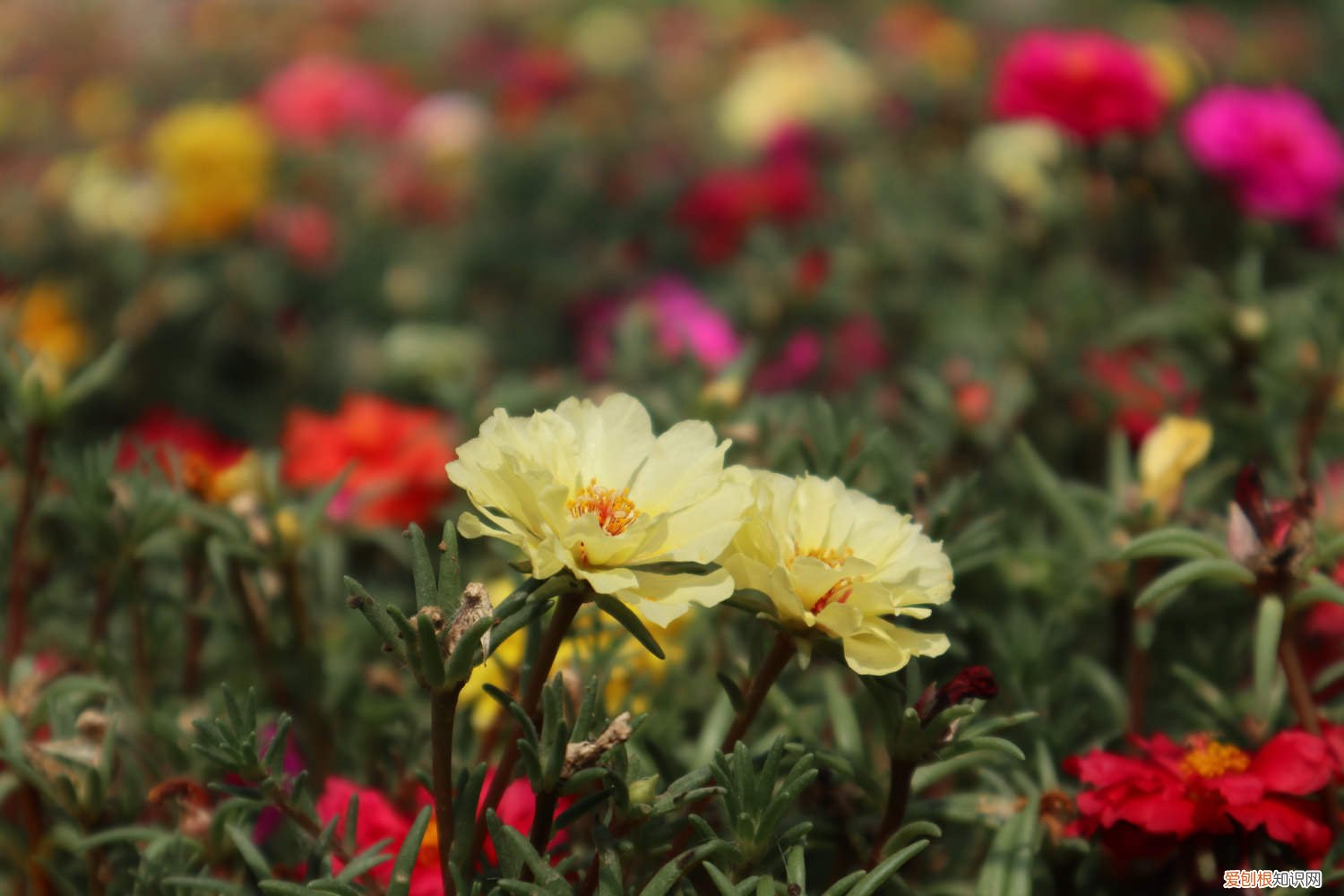 太阳花扦插不长根 太阳花扦插多久生根,太阳花扦插烂根咋回事