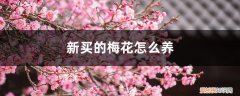 梅花该怎么养 新买的梅花怎么养