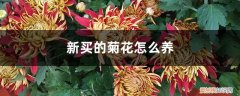 家里买菊花养好吗 新买的菊花怎么养