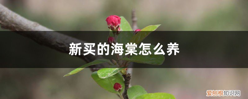 新买的海棠怎么养好 新买的海棠怎么养