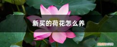 刚买回来的荷花怎么养 新买的荷花怎么养