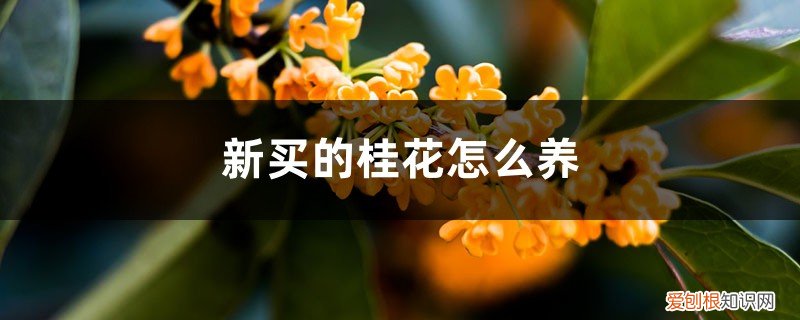 新买的桂花怎么养活 新买的桂花怎么养