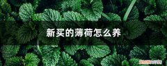 网上购买的薄荷怎么养 新买的薄荷怎么养