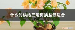 三角梅换盆后如何养护 什么时候给三角梅换盆最适合，换盆后怎么养护