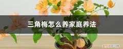 三角梅修剪以后怎么养 三角梅怎么养家庭养法，修剪方法图