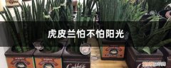 虎皮兰要光照吗 虎皮兰怕不怕阳光，还有什么养护要点