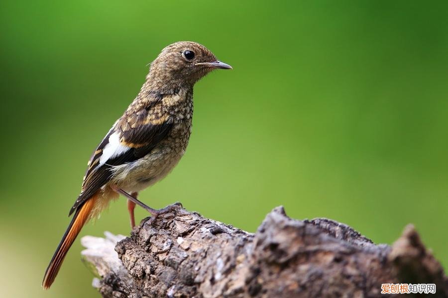黄雀和金翅雀能杂交吗，黄雀和金翅雀能杂交吗视频