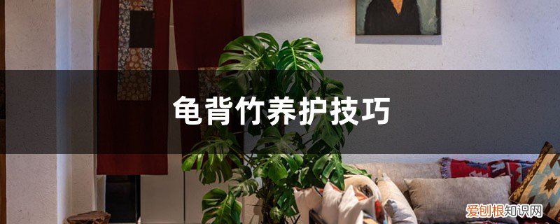 怎么养好龟背竹 这四点缺一不可 龟背竹养护技巧，龟背竹好养吗