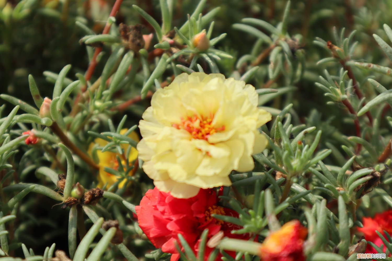 太阳花需要什么土栽培 盆栽太阳花的品种,盆栽太阳花的株间距是多少