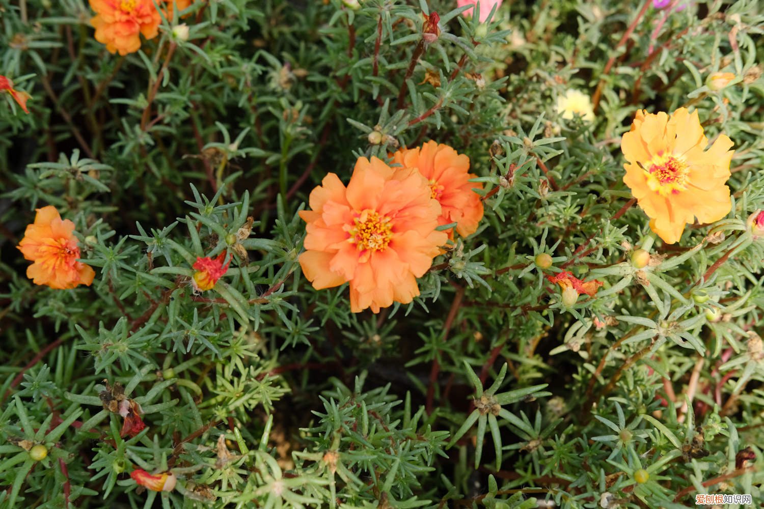 太阳花需要什么土栽培 盆栽太阳花的品种,盆栽太阳花的株间距是多少