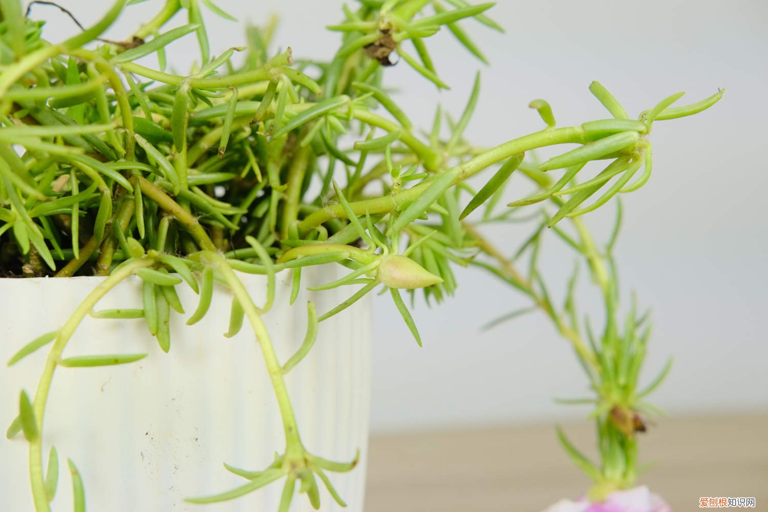 太阳花需要什么土栽培 盆栽太阳花的品种,盆栽太阳花的株间距是多少