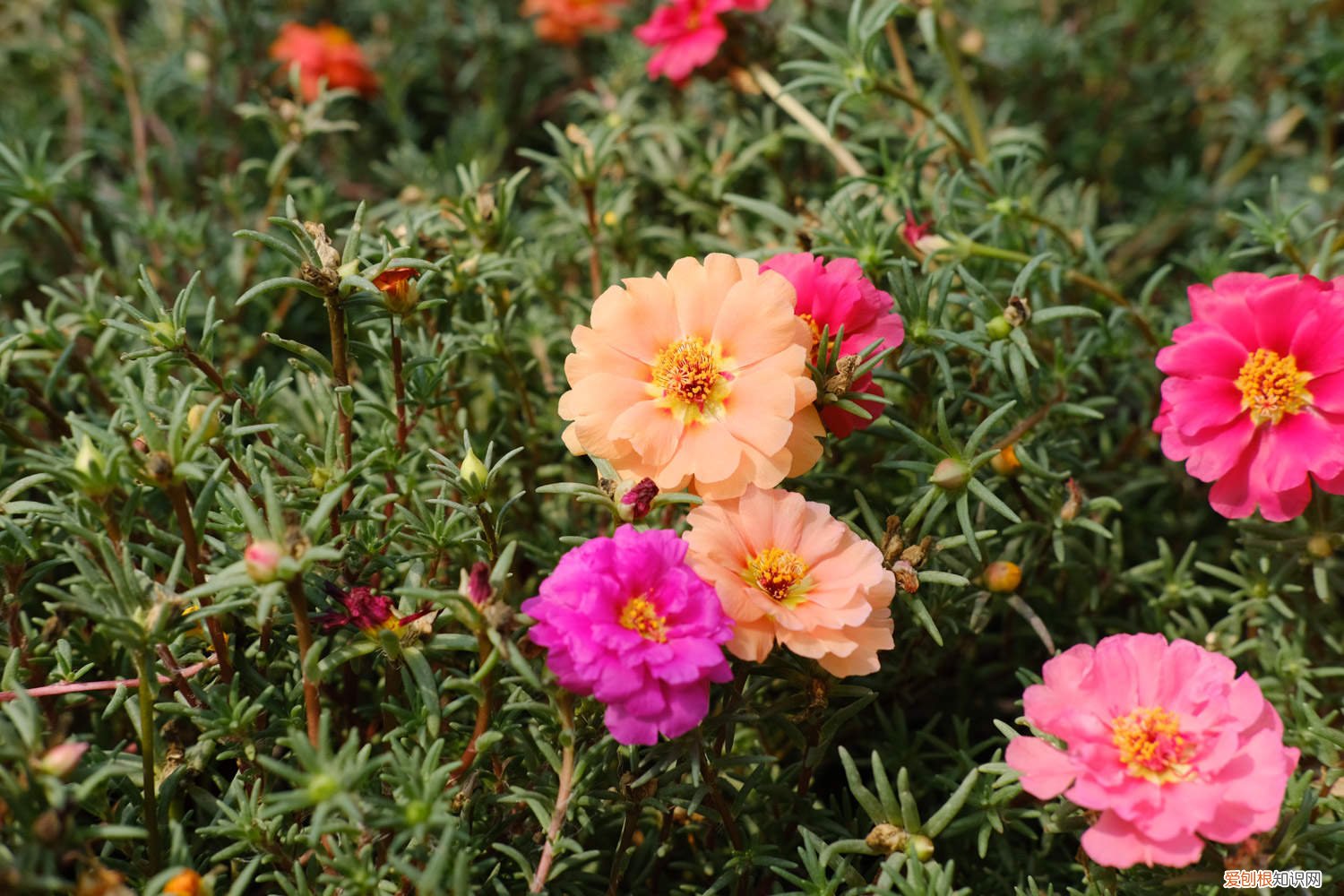 太阳花冬天会开花吗,太阳花冬天怎么养 太阳花冬天会开花吗，太阳花冬天怎么养