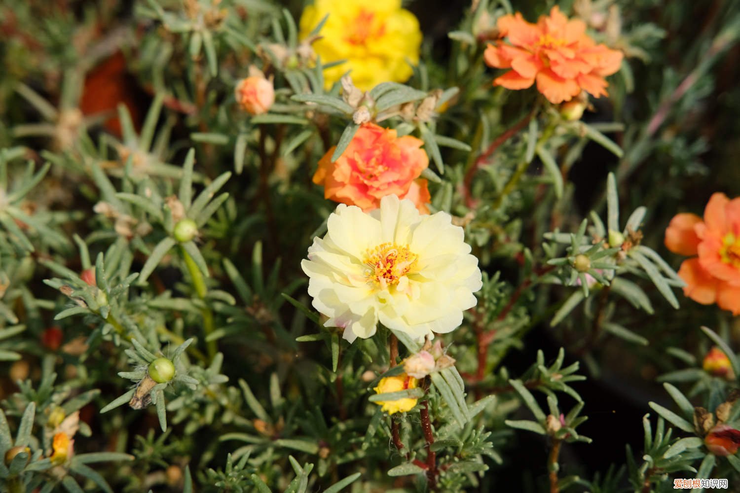 太阳花能水培吗,太阳花能扦插吗怎么养 太阳花能水培吗，太阳花能扦插吗