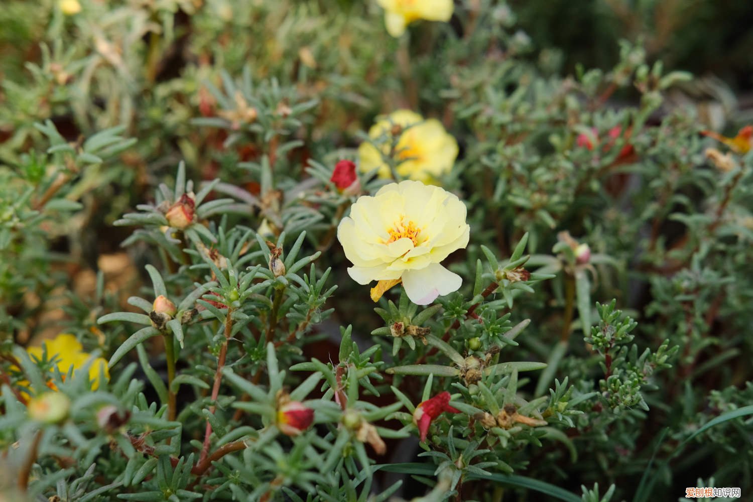 太阳花能水培吗,太阳花能扦插吗怎么养 太阳花能水培吗，太阳花能扦插吗